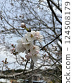 Cherry blossoms starting to bloom 124508179