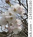 Cherry blossom 124508180