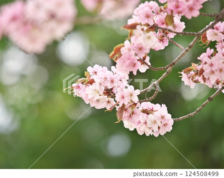 Cherry blossoms shining in spring sunshine Cherry blossoms shining in spring sunshine 124508499