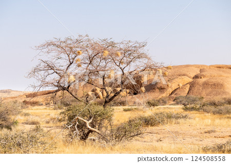 Landscape near Spitzkoppe 124508558