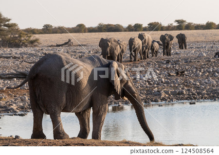 Bathing Elephants in Etosha 124508564