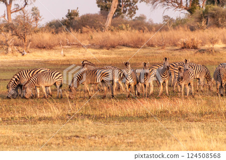 A herd of Zebras roaming the Okavango Delta A herd of Zebras roaming the Okavango Delta 124508568