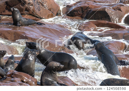 Seals at cape cross 124508598