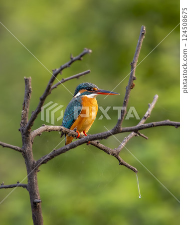 common kingfisher or Alcedo atthis at keoladeo national park or bharatpur bird sanctuary rajasthan india asia. a small colorful bird closeup or portrait perched on branch in natural green background common kingfisher or Alcedo atthis at keoladeo national park or bharatpur bird sanctuary rajasthan india asia. a small colorful bird closeup or portrait perched on branch in natural green background 124508675