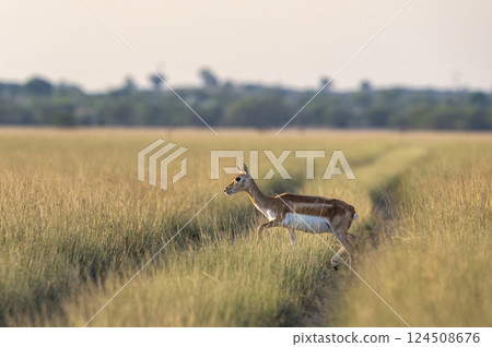 wild female blackbuck or antilope cervicapra or Indian antelope at velavadar national park gujrat india. blackbuck side profile crossing forest tack in golden hour winter light in grassland landscape 124508676