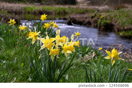 Perlbachvalley, North Rhine Westphalia, Germany 124508696