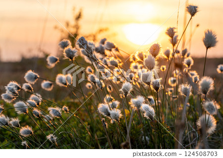 High Fens, Eifel, Belgium 124508703