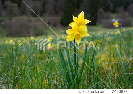 Olefvalley, Hellenthal, North Rhine Westphalia, Germany 124508721