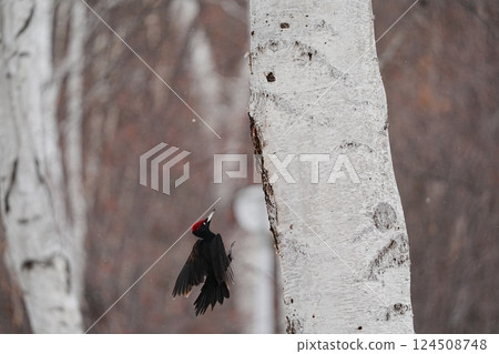 Black woodpecker returning to its roost Black woodpecker returning to its roost 124508748