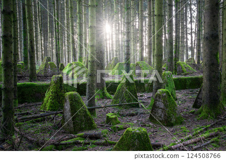 Westwall, Eifel, North Rhine Westphalia, Germany Westwall, Eifel, North Rhine Westphalia, Germany 124508766