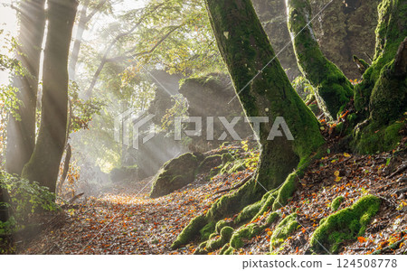 Eifel landscape, Rhineland-Palatinate, Germany 124508778