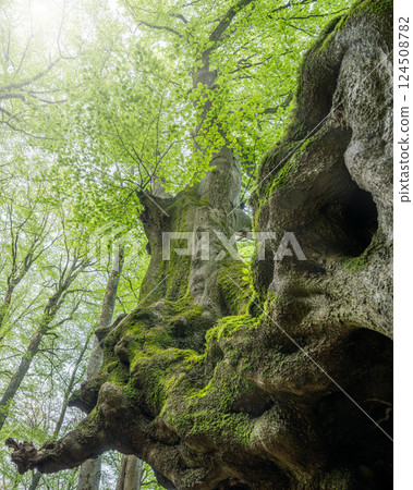 Eifel, Rhineland-Palatinate, Germany Eifel, Rhineland-Palatinate, Germany 124508782