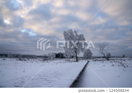 Wintertime in High Fens, Eifel, Belgium 124508834