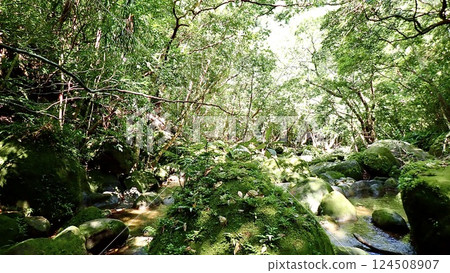 Scenery of the Yuchin River on Iriomote Island, Okinawa Prefecture 124508907