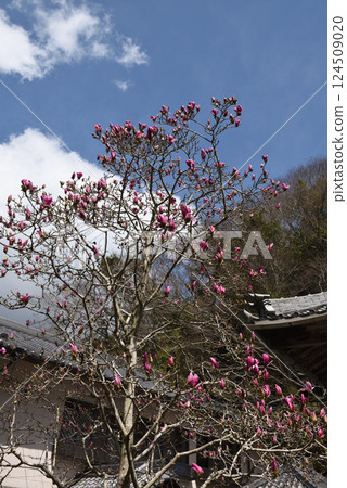 大法寺,位於南知多市的一座木蘭寺廟 大法寺,位於南知多市的一座木蘭寺廟 124509020