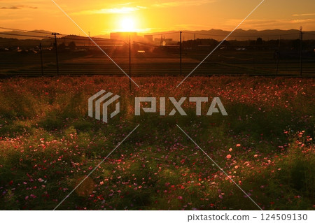 岩手縣 日落時分的大波斯菊田 124509130