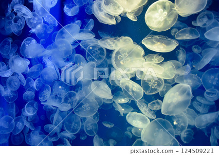 Beautiful jellyfish floating in the aquarium Beautiful jellyfish floating in the aquarium 124509221