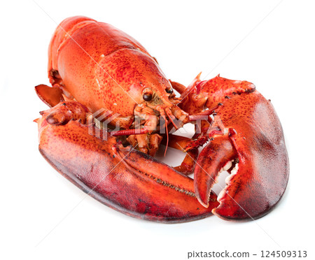 Red lobster on white background 124509313