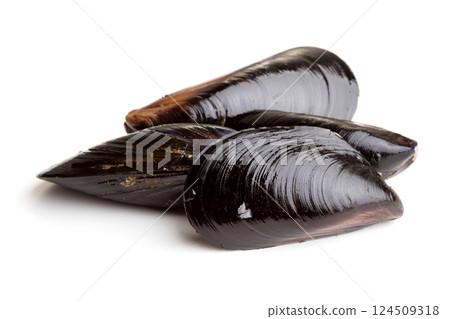 Fresh mussel on white background. 124509318