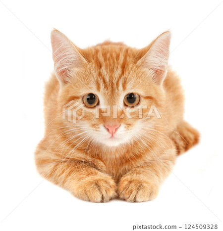 Red kitten on white background 124509328