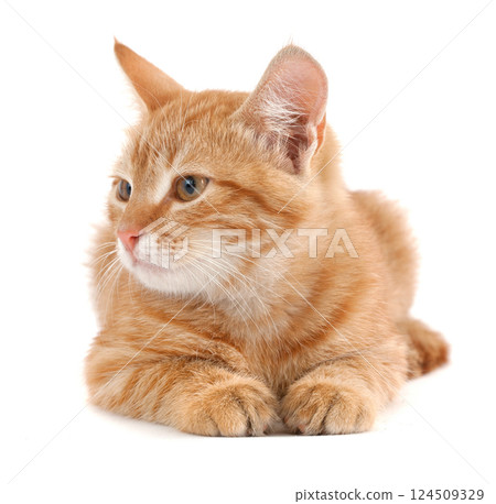 Red kitten on white background 124509329