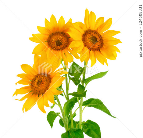 Sunflower on white background 124509331