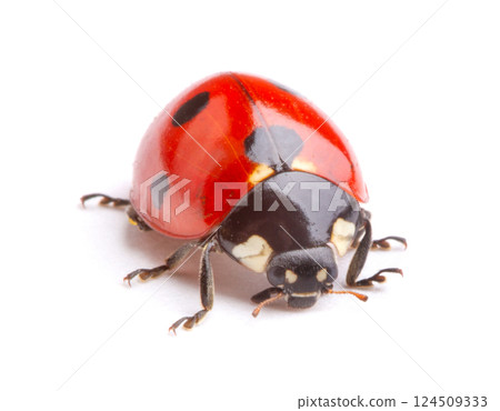 Ladybug on white background 124509333
