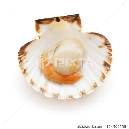Raw scallop on white background 124509366