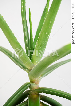 Close Up Medicinal Aloe Vera Plant Natural Treatment for Burns. Soothing Houseplant for Skin Condition Relief. 124509446