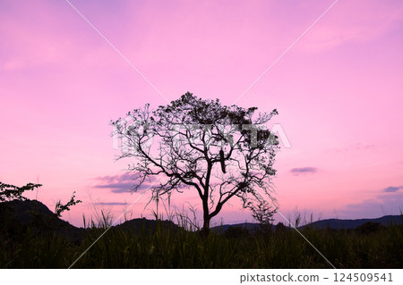 Sunset sky and wild peacocks perched on a tree, Sri Lanka 124509541