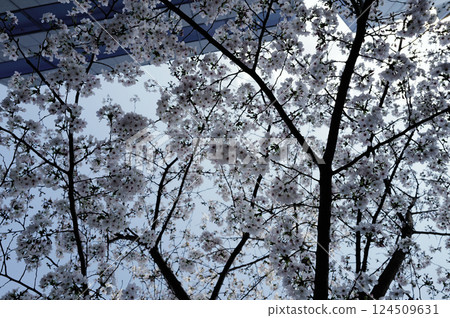 I look up at the cherry tree 124509631