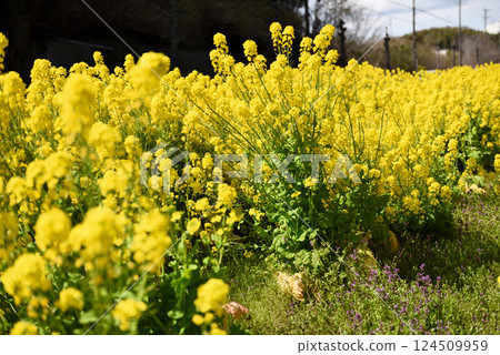 常滑市四季花園 常滑市四季花園 124509959