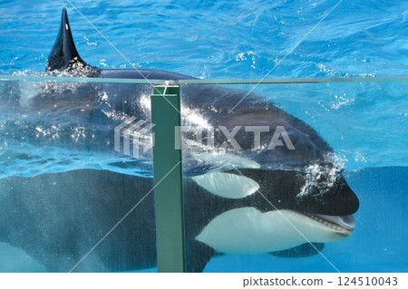 Killer whale swimming underwater 124510043