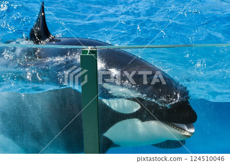 虎鯨在水下游泳 124510046