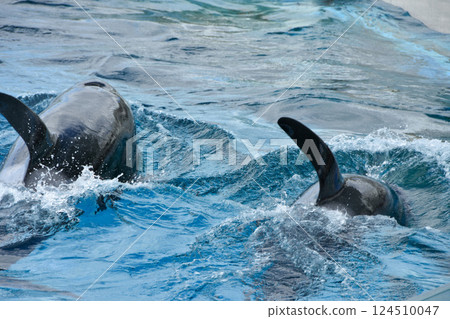 兩隻虎鯨在水下游泳 124510047