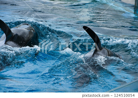 Killer whale swimming underwater 124510054