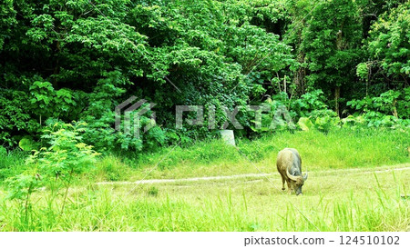 Grazing cows in the middle of the grassland Grazing cows in the middle of the grassland 124510102