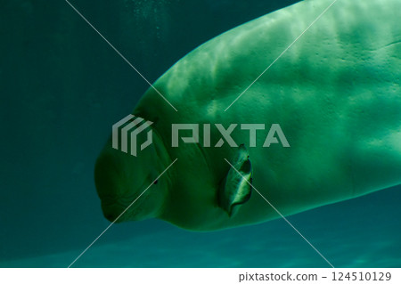 白鯨，海洋中的金絲雀 124510129