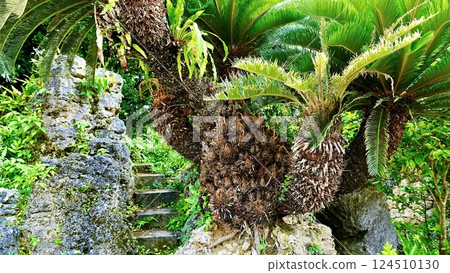 沖繩縣八重山群島竹富島的蘇鐵植物 124510130