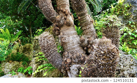 沖繩縣八重山群島竹富島的蘇鐵植物 124510131