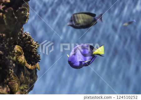 Closeup of a regal blue tang in aquarium environment 124510252