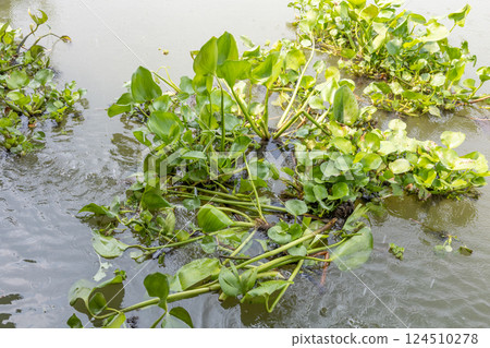 Top view of Water hyacinth in water, focus selective Top view of Water hyacinth in water, focus selective 124510278