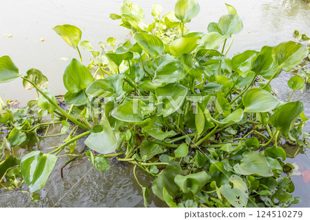 Top view of Water hyacinth in water, focus selective Top view of Water hyacinth in water, focus selective 124510279