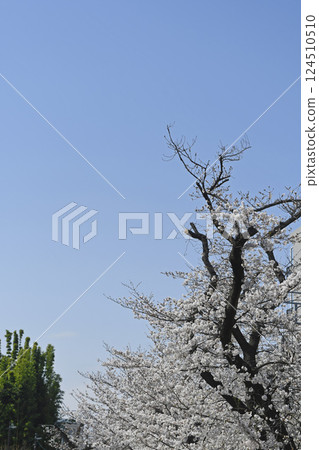 櫻花 124510510