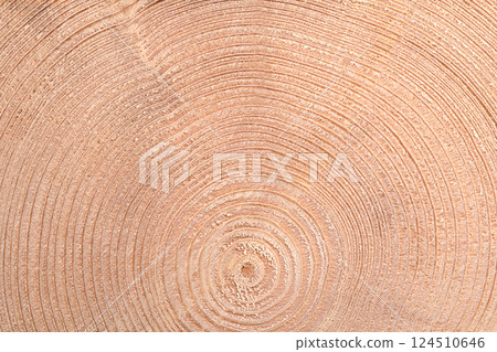 Growth rings of a spruce tree, horizontal cross section. Expanding in a wave-like manner annual or tree rings of an European spruce tree, Picea abies, cut through the dried trunk. Close-up from above. Growth rings of a spruce tree, horizontal cross section. Expanding in a wave-like manner annual or tree rings of an European spruce tree, Picea abies, cut through the dried trunk. Close-up from above. 124510646