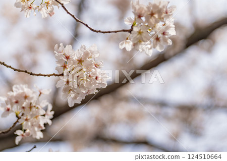 Cherry Blossoms	 124510664