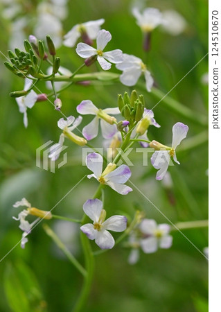 Japanese radish Japanese radish 124510670