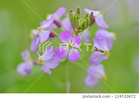 Japanese radish 124510672