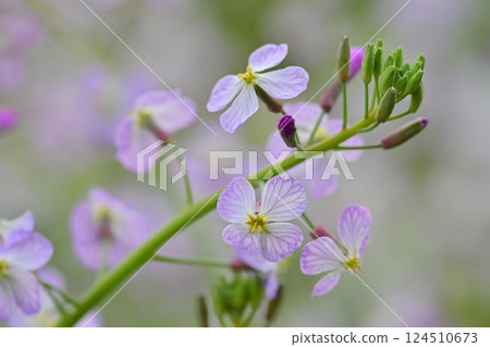 Japanese radish 124510673