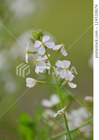 Japanese radish Japanese radish 124510674